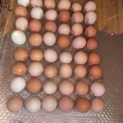 Fresh Organic Eggs Dozen $6