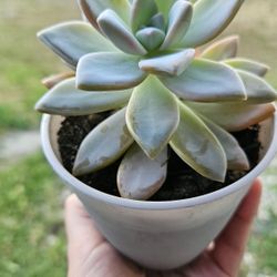 Succulent Plants, Gray Plastic Pot
