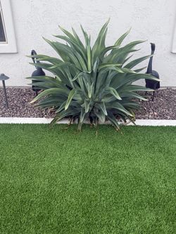 Agave Cactus   FREE