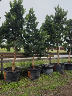 Japanese Blueberry Tree 45gallones 