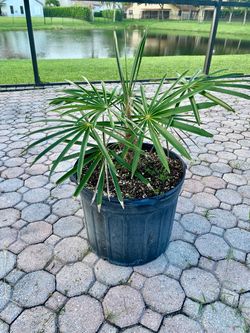 Old man Palm, Coccothrinax crinita 7g