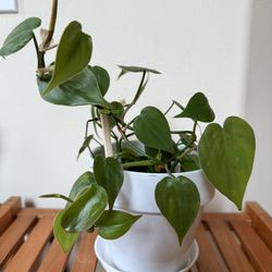 Live Healthy Heart Philodendron Plant In 6 Inch Ceramic Pot