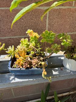 Beautiful Korean  Yellow Green Kiwi, Multiple Succulents In Ceramic Pot❤️