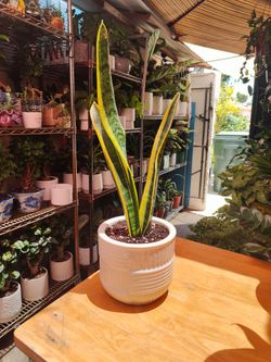 Snake Plant