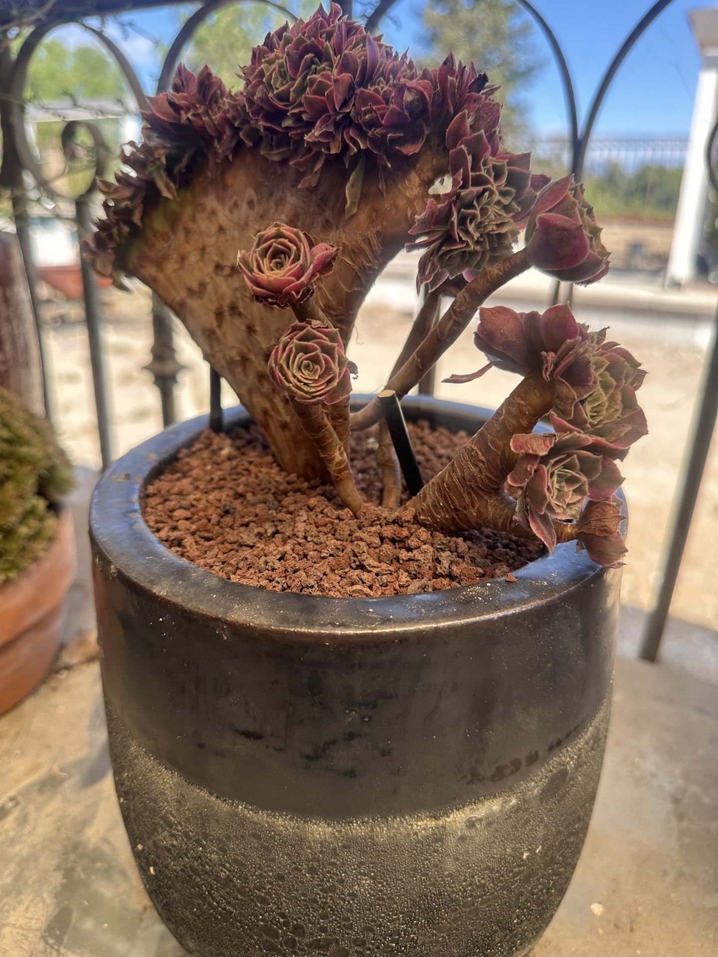 Crested Aeonium Sunburst Succulent