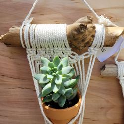 Macrame hanger with live succulent and 2.5" clay pot