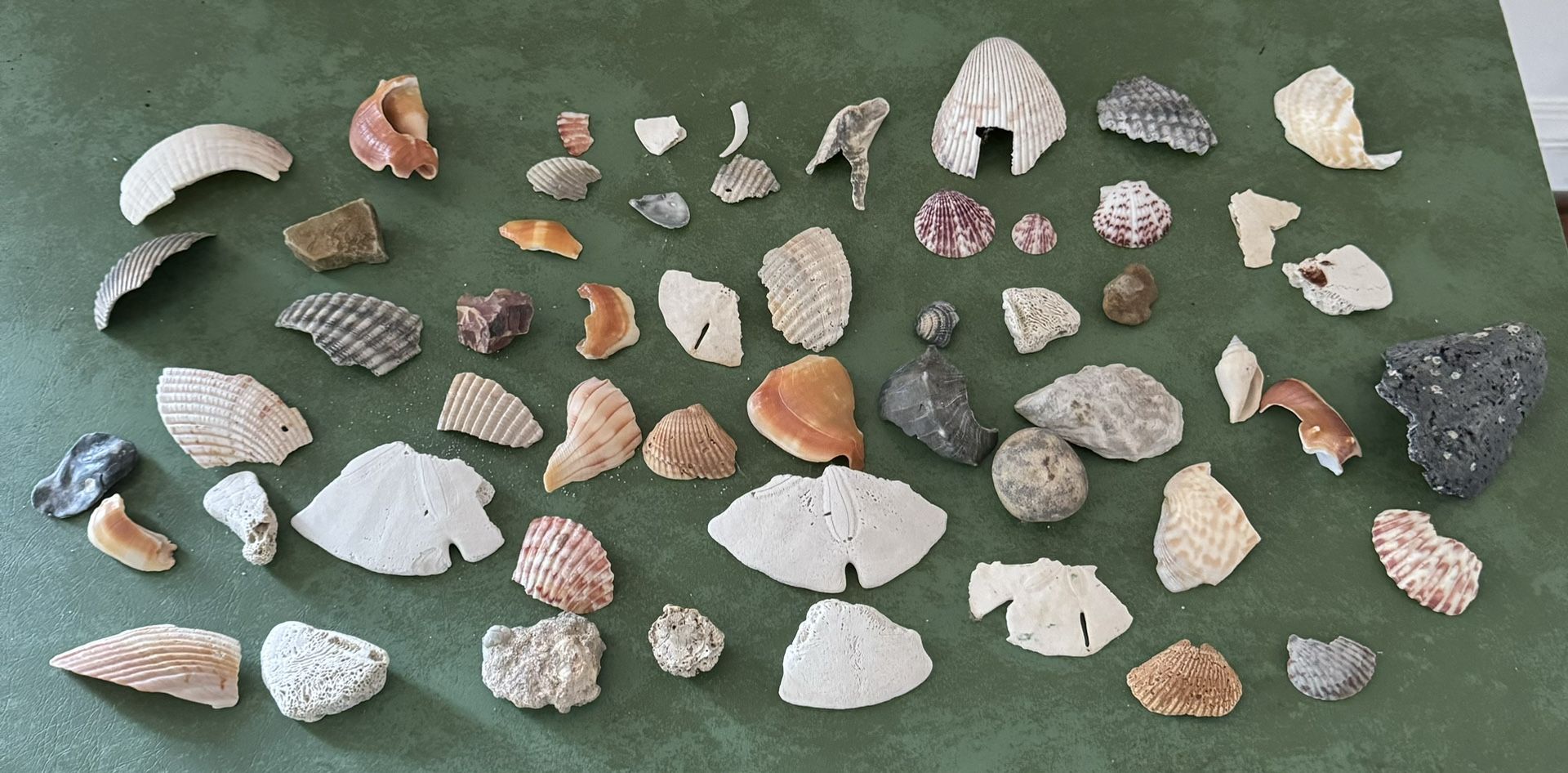 Natural Seashells & Rocks Ocean Beach Fish Tank Shells Fossil