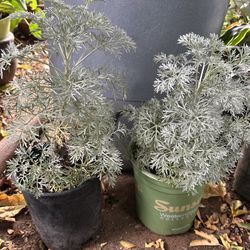 Planta de Ajenjo O Te Amargo 