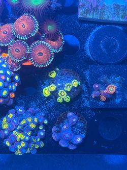 Exosphere corals for sale or trade plastic zoanthids