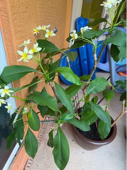 Beautiful plumeria