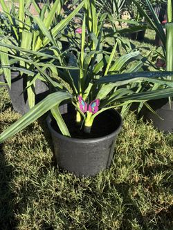 Double Stalk Cane Yuccas