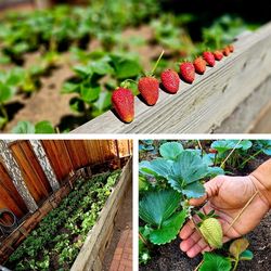 Strawberry Plants