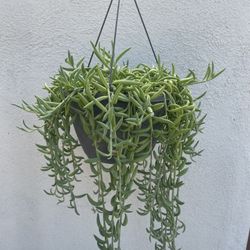 String Of Fishhooks Plant