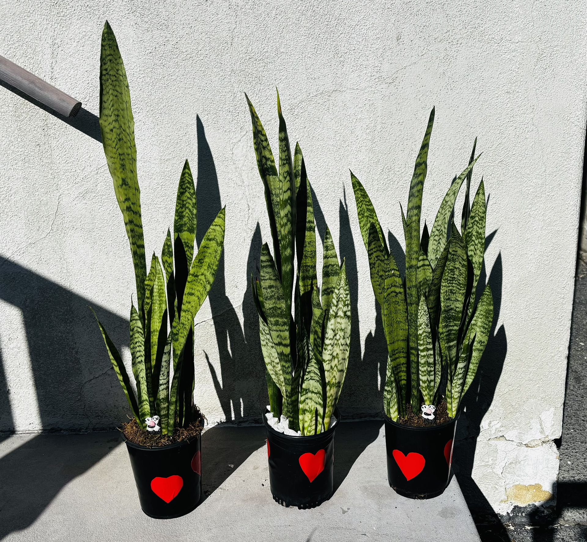SNAKE PLANTS ALSO KNOWN AS SANSEVIERIA The Snake Plant Is Good for Cleaning The Air.