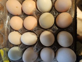 Farm Fresh Eggs 6 A Dozen