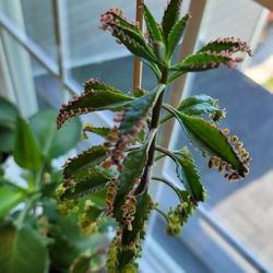 Mothe Of Thousands Plant And Mother Of Millions 