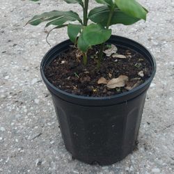 Cardamom Plant (Herb)