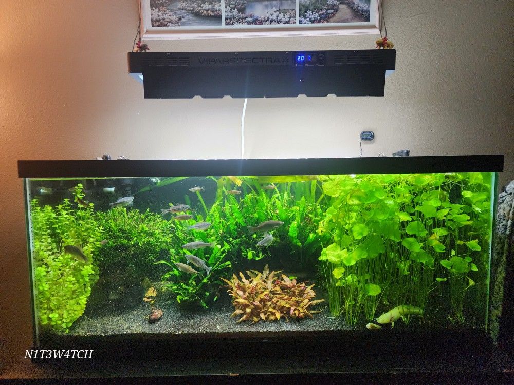 75 Gal Aquarium (fully Set Up)