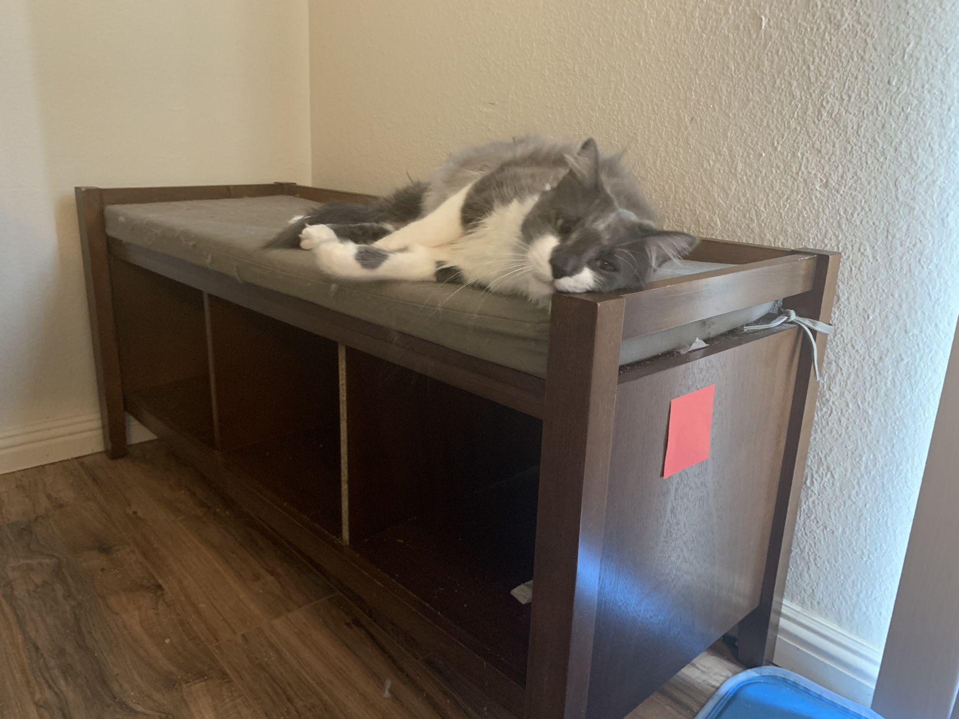 Free Bench - Cat not included