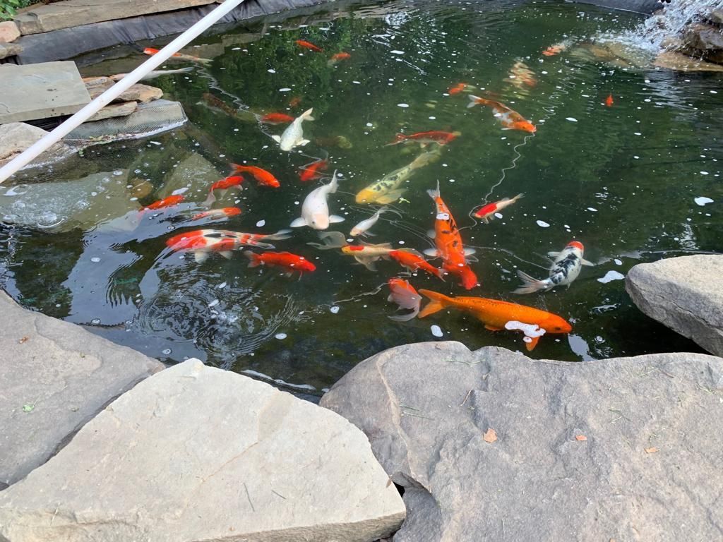 Japoneses Coy fishes