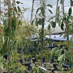 🥑 Avocados  Trees 