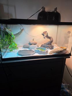 Reptile tank