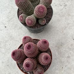 Rainbow Cactus