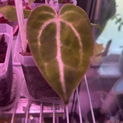 Anthurium Crystallinum x Magnificum Plant