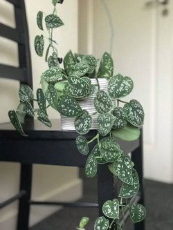 Lush Trailing Silver Satin Pothos Money plant/ indoor Plant/ House Plant/ Flower Patio garden