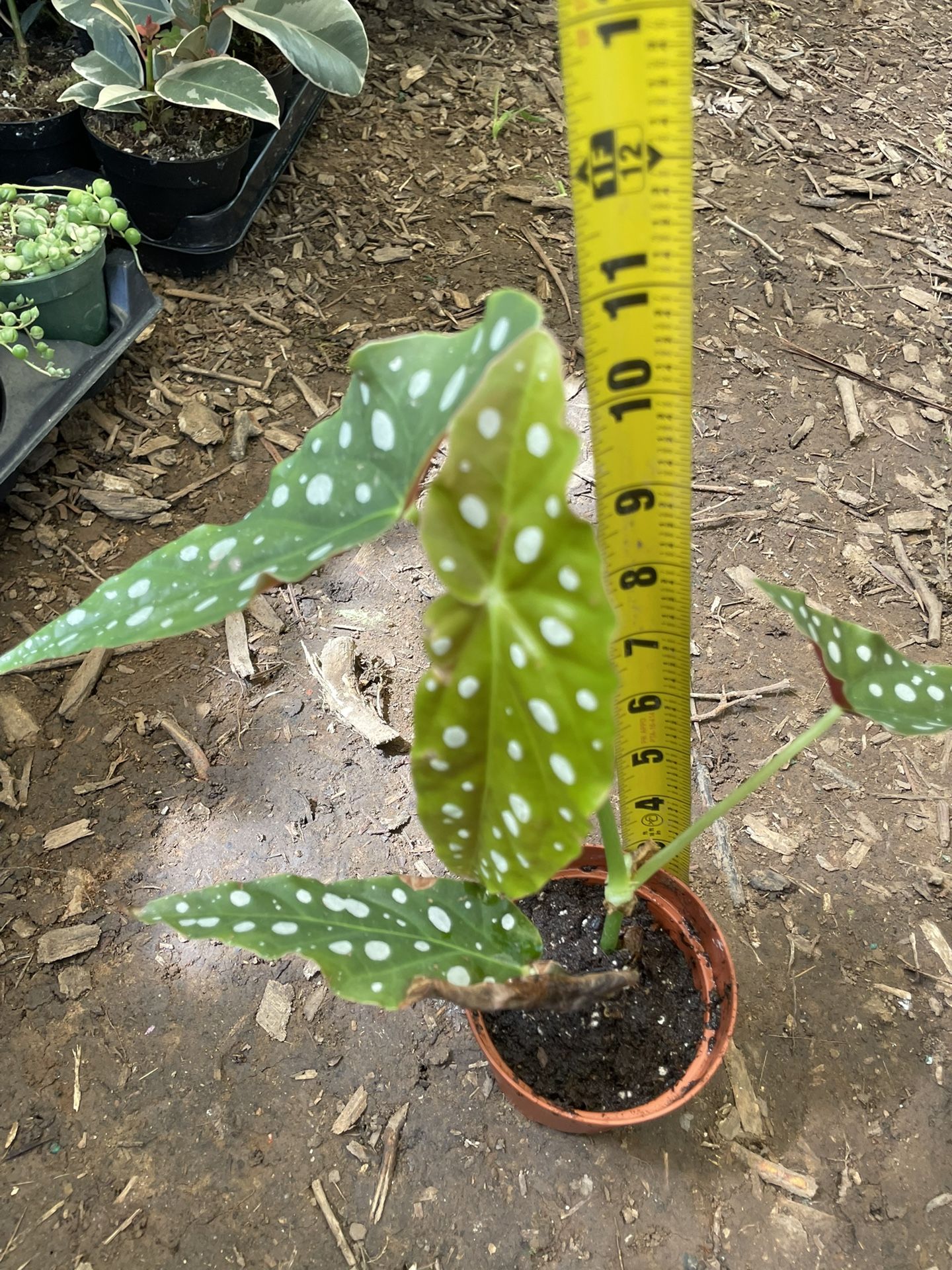 Exotic houseplant/rare***4” pot begonia polka dot plant, now$15each/reg.$20each 95820