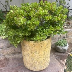 Large Jade Plant In Yellow Pot