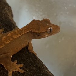 Toy Crested Gecko