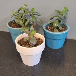 Jade Plants