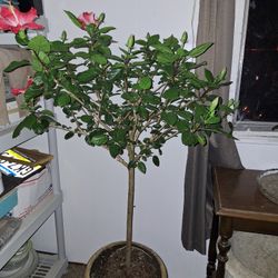 Hibiscus Tree. Mature/healthy 