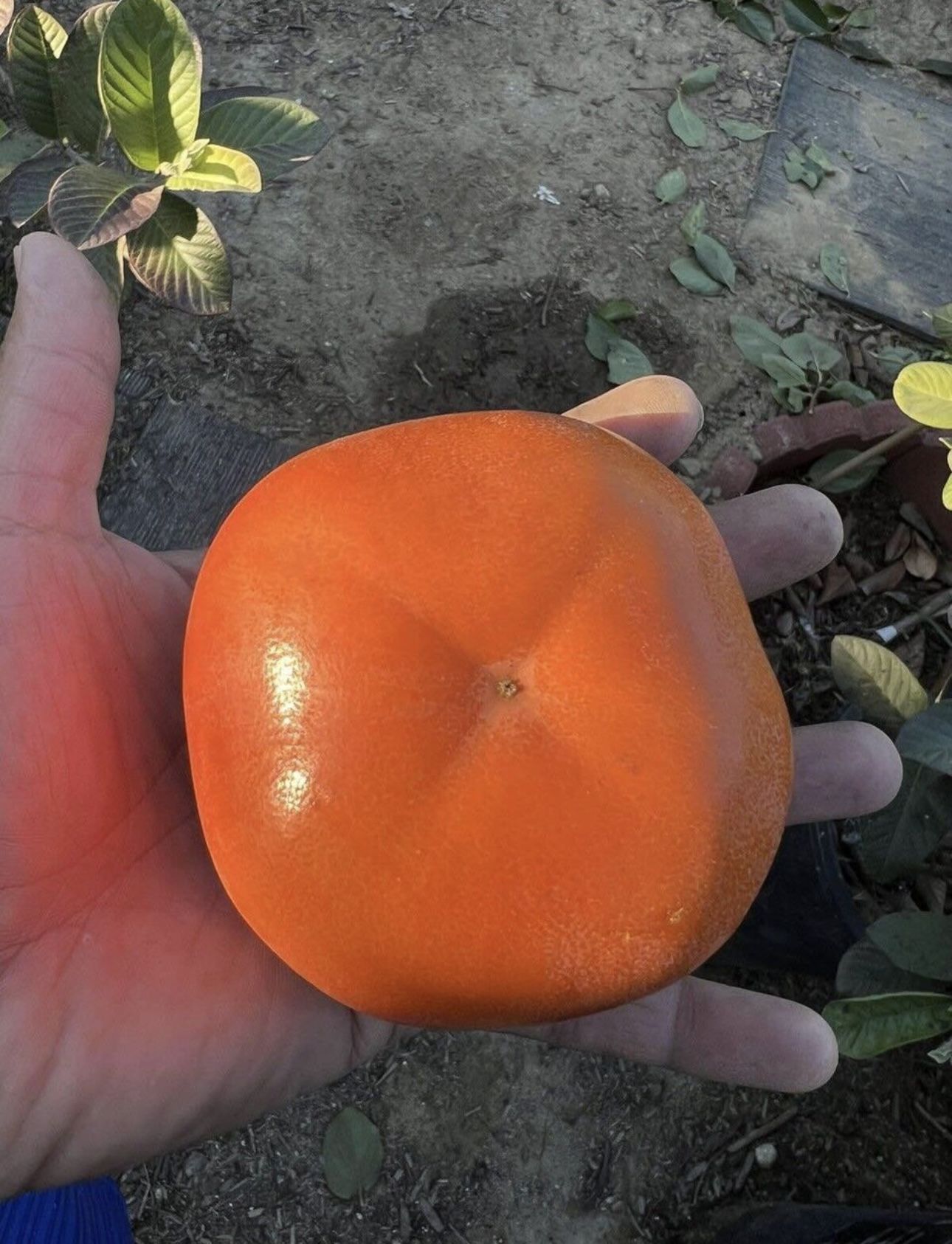 $40.00 each Fuyu Persimmons Trees 🌳/ Árboles de Persimo 🌳