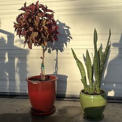 2  plants for $50 including ceramic