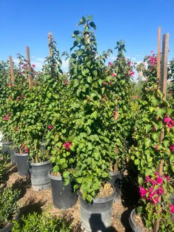 Bougainvillea Stake 15gallon