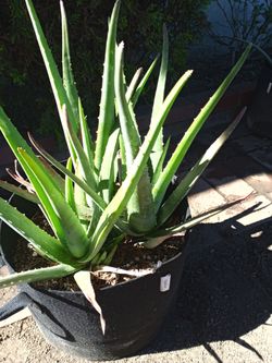 Aloe Vera