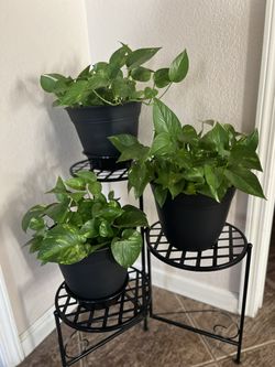 Indoor Plants $10 Each Firm