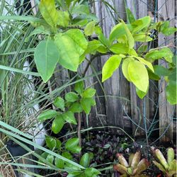Grafted Grapefruit/ Toronja 