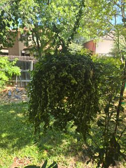 plants for sale