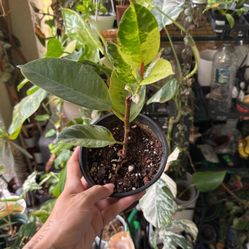 Ficus moonshine 