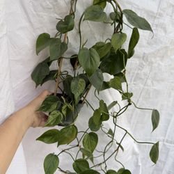 Variegated Heart Leaf Philodendron In 5” Pot 