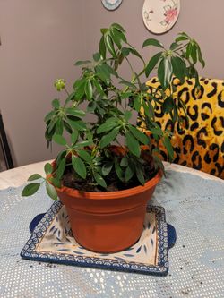 Indoor Money Plant