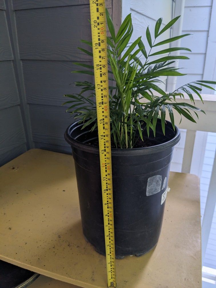 Parlor Palm (Chamaedore/Neanthe Bella) - Low Maintenance Indoor Plant