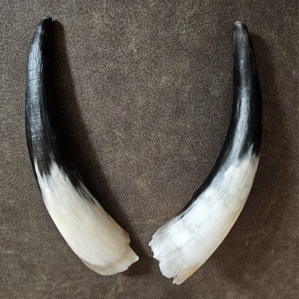 Bull Horn Sheaths (Awesome Decor Pieces)