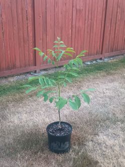 English walnut tree.