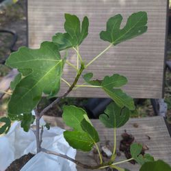 $10 Bushy Celeste Fig Trees, Well Rooted 