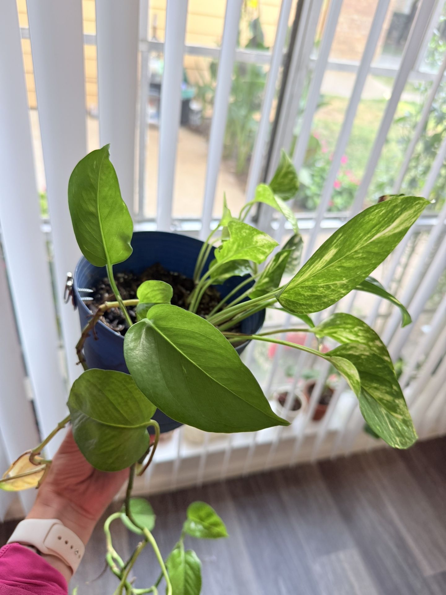 Pothos Plant 🌱
