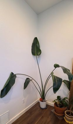 Beautiful, Tall White Bird of Paradise Plant (Strelitzia nicolai)